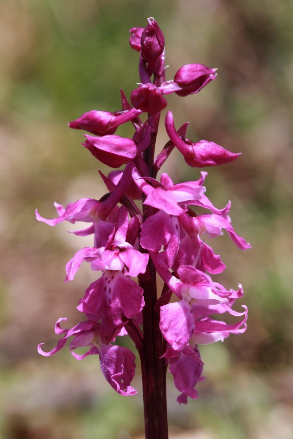 orchis pauciflora, mascula e ibridi